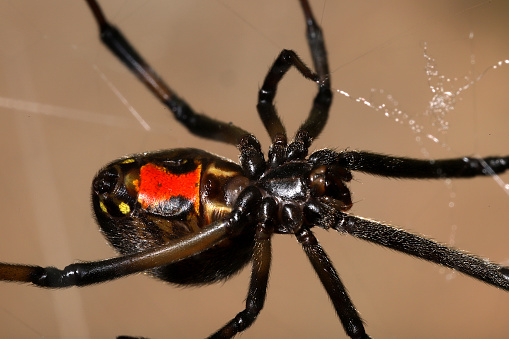 Mujer Western Black Widow Spider (Latrodectus hesperus), Ventral View photo