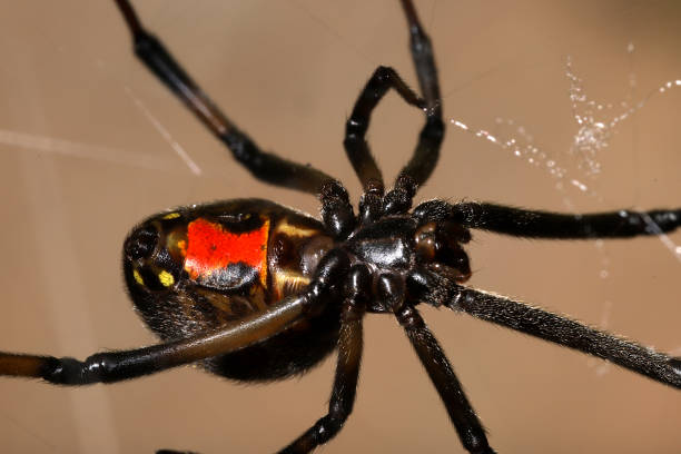 Red hourglass characteristic of the genus visible on the underside of this black and brown spider.