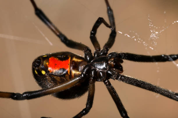 Female Western Black Widow Spider (Latrodectus hesperus), Ventral View Red hourglass characteristic of the genus visible on the underside of this black and brown spider. black widow spider photos stock pictures, royalty-free photos & images