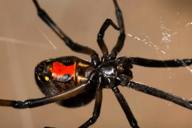 Photo of Female Western Black Widow Spider (Latrodectus hesperus), Ventral View