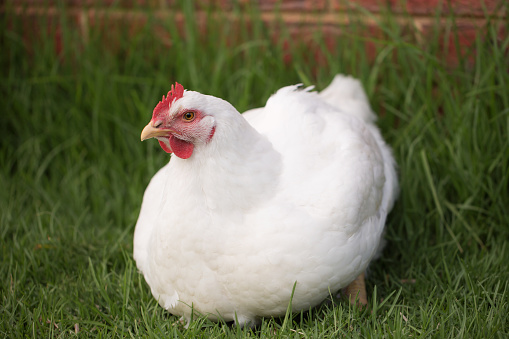 portrait of broiler chicken full body looking at the camera