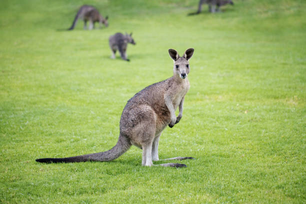 wild Juvenile eastern grey kangaroo wild juvenile eastern grey kangaroo with other kangaroos from its mob in the back ground"n eastern gray kangaroo stock pictures, royalty-free photos & images