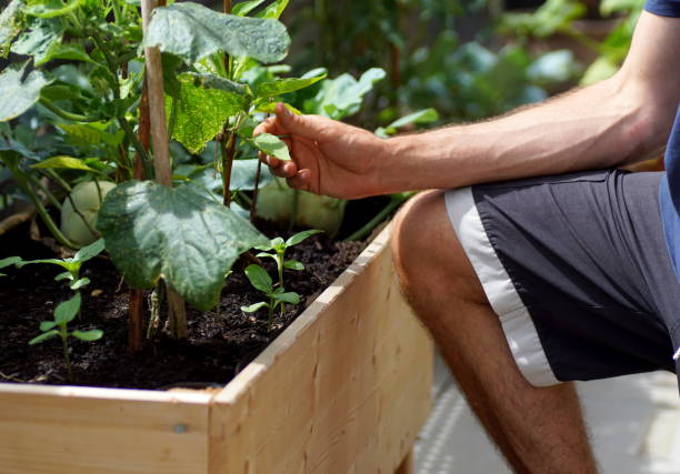 istock Man mantaining vegetables on a herbal raised bed on a balcony 1254508944