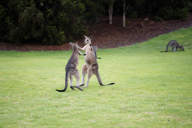 istock Wild Fighting kangaroos 1254508966