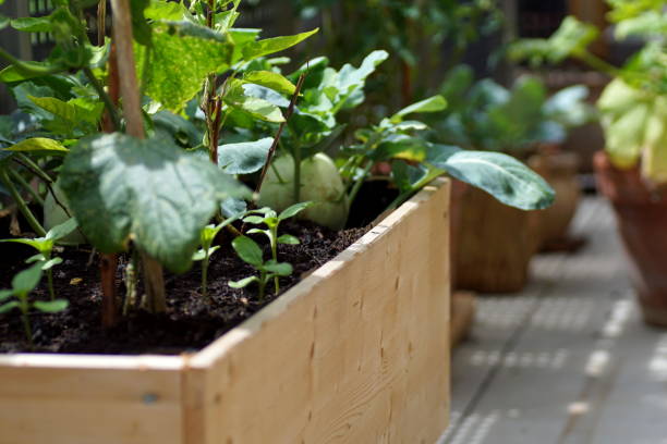 verduras verdes en una cama elevada con hierbas en un balcón - kohlrabi turnip cultivated vegetable fotografías e imágenes de stock