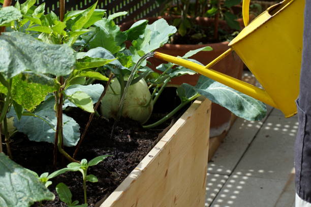 puring plantas en un lecho elevado en un balcón - kohlrabi turnip cultivated vegetable fotografías e imágenes de stock