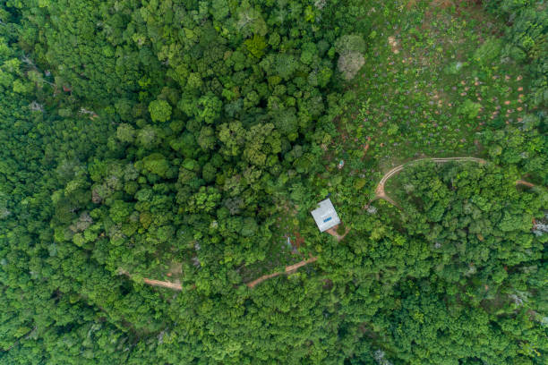 istock Aerial view Drone camera top view rainforest trees ecology with healthy environment concept and summer background. 1254510149