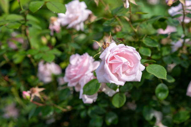 Pink rose bush in the garden. Pink rose bush in the garden. fairy rose stock pictures, royalty-free photos & images
