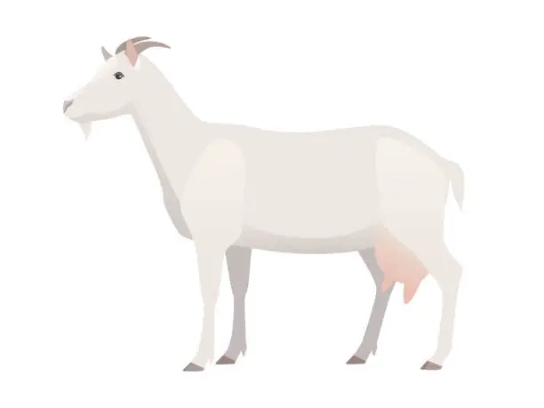 Vector illustration of Vector illustration of female goat.