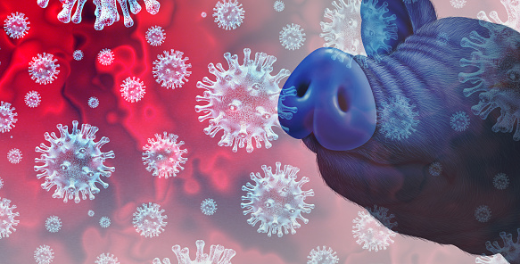 Swine virus and G4 flu from infected livestock as pigs and hogs as a health risk for global infection outbreak and disease control concept or agricultural public safety symbol with 3D illustration elements.