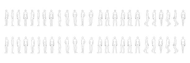 moda szablon 50 mężczyzn - anatomical model stock illustrations