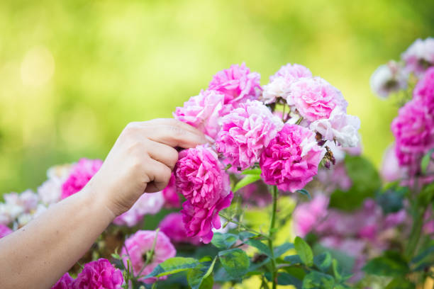 istock Collecting rose petals for jam 1254516460