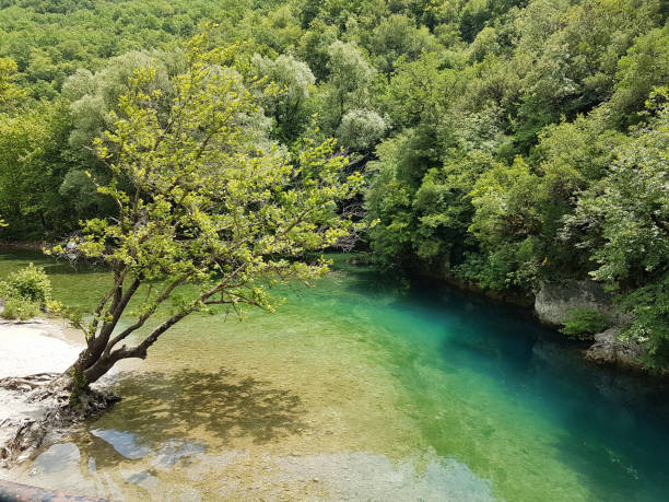 green tunnel of trees in Aristi village river Voidomatis greece in summer season river Voidomatis in summer people for pick nick under the green trees Ioannina perfecture Greece deep pick stock pictures, royalty-free photos & images