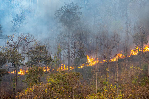 istock forest fire disaster is burning caused by humans 1254518033