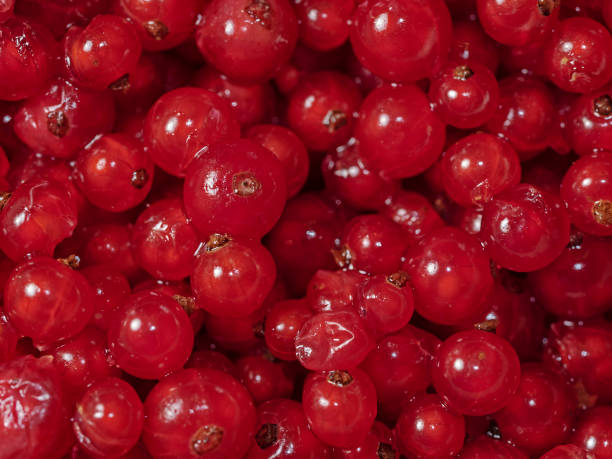 Red currant berries,  Rote Johannisbeere