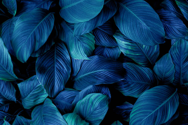 istock closeup nature view of leaf background 1254518332