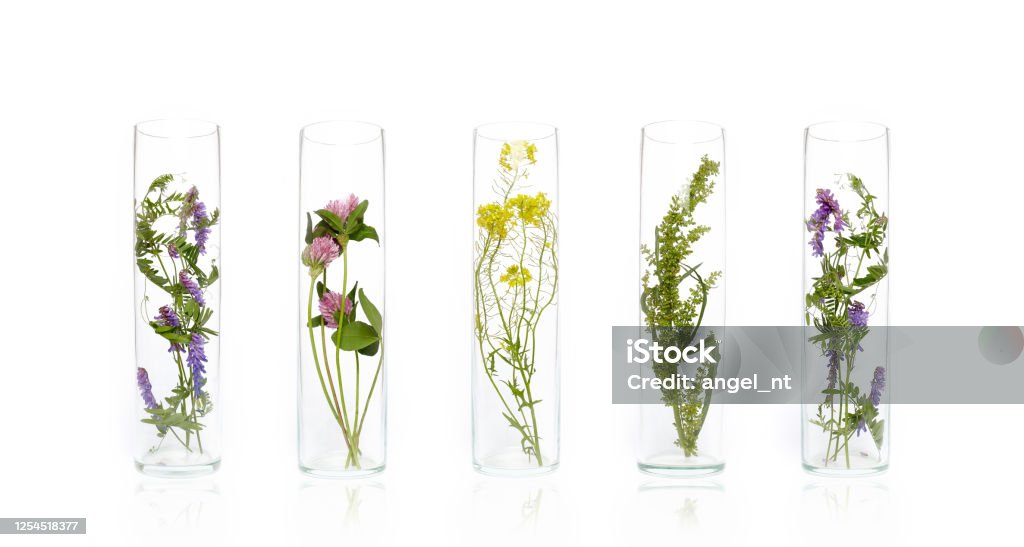 Bottle Natural cosmetics organic product from plants and flowers, herbal tube cosmetics for skin care. Nature beauty science medicine laboratory test Nature Stock Photo