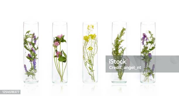 Bottle Natural Cosmetics Organic Product From Plants And Flowers Herbal Tube Cosmetics For Skin Care Nature Beauty Science Medicine Laboratory Test Stock Photo - Download Image Now