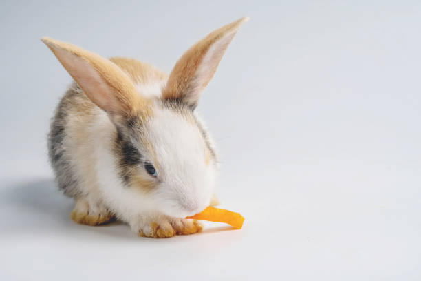 istock Little brown and white rabbit eating carrot on isolated white background with clipping path. It's small mammals in the family Leporidae of the order Lagomorpha. 1254518444