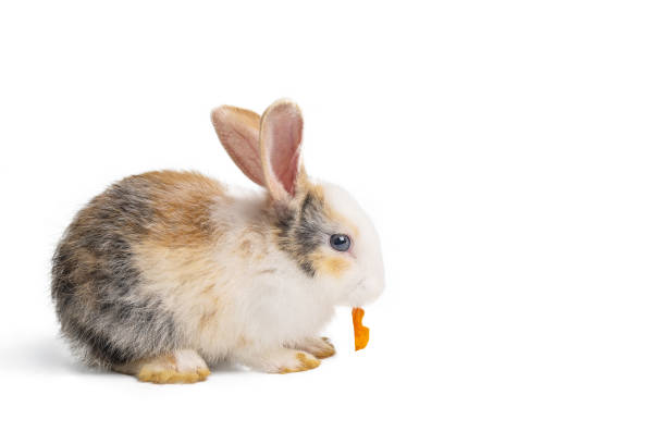 istock Little brown and white rabbit eating carrot on isolated white background with clipping path. It's small mammals in the family Leporidae of the order Lagomorpha. 1254518453