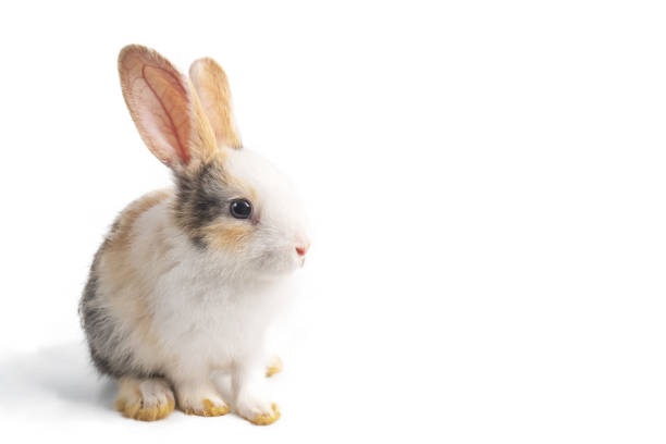 istock Baby light brown and white spotted rabbit with long ears standing isolated on white background 1254518478