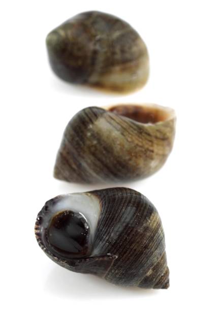 istock Common Periwinckle, littorina littorea, Shells against White Background 1254519122