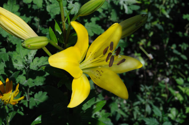 istock yellow lily on a green background 1254519247