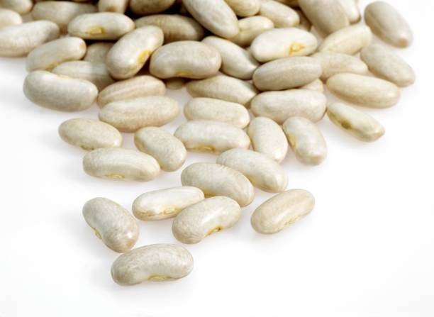 istock French White Kidney Beans or Mogette From Vendee, phaseolus vulgaris 1254519643