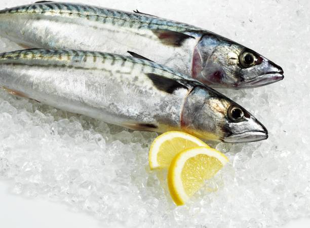 istock Mackerel with Lemon, scomber scombrus, Fresh Fishes on Ice 1254520373