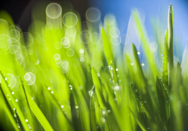 Green grass with dew drops close-up. Shallow depth of field with bokeh in the form of boules