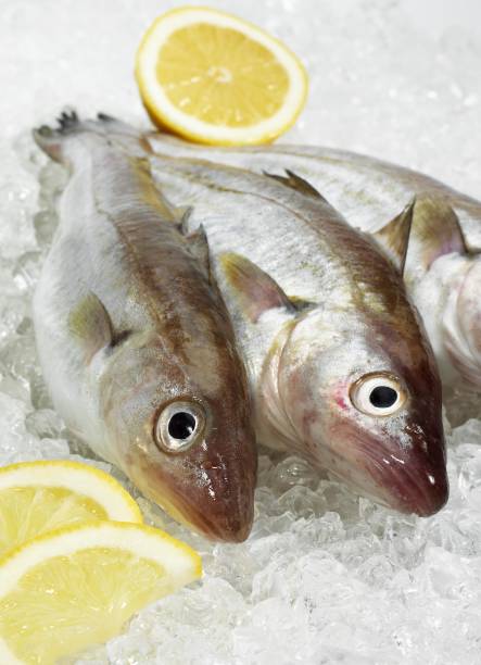 istock Whiting with Lemon, merlangius merlangus, Fresh Fishes on Ice 1254520569