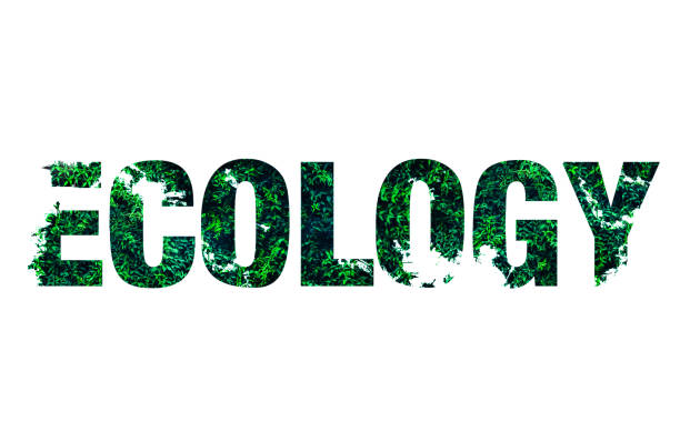istock Ecology word from leaves isolated on white background. Eco-friendly concept. 1254520652