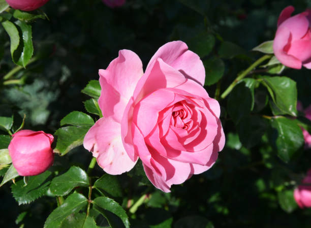 istock pink roses in the garden 1254520744