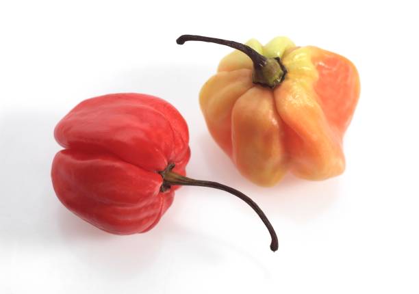 istock Martinique Hot Pepper, capsicum annuum 1254520984