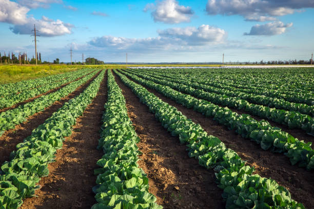 istock Landscape view of a freshly growing cabbage field. Sunset time 1254521050