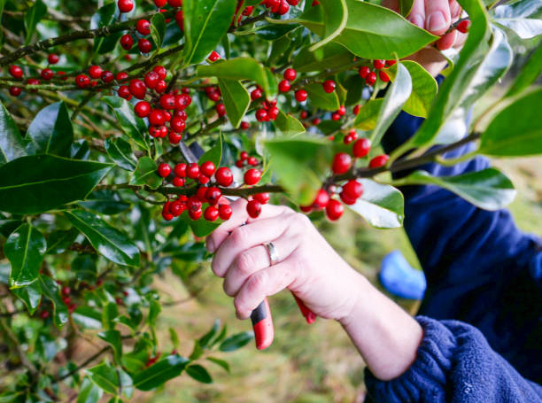 A woman reaching up to pick holly for Christmas decorations A woman in a blue fleece top, with a wedding ring on a finger of her left hand. She is reaching up with secateurs to cut twigs of green holly with bright red berries. The green leaves are sharp and spiked. She is having to stretch up to reach the branches which will be used for Christmas decoration. fleece photos stock pictures, royalty-free photos & images