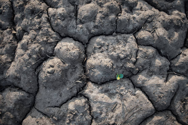 istock Growth of trees in drought crisis, Living with tree drought. 1254521234