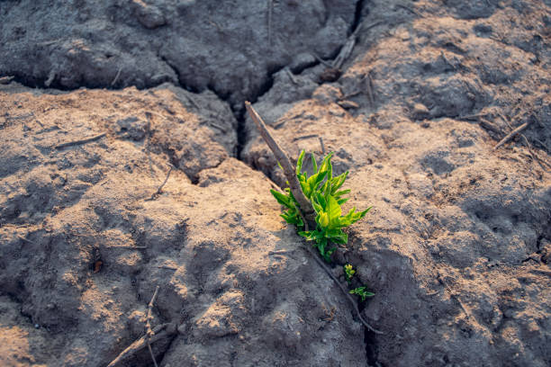 istock Growth of trees in drought crisis, Living with tree drought. 1254521238