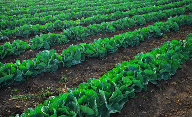 istock Landscape view of a freshly growing cabbage field. 1254521241