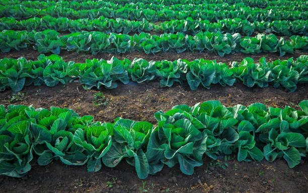 istock Landscape view of a freshly growing cabbage field. 1254521835