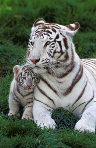 White Tiger, panthera tigris, Mother with Cub