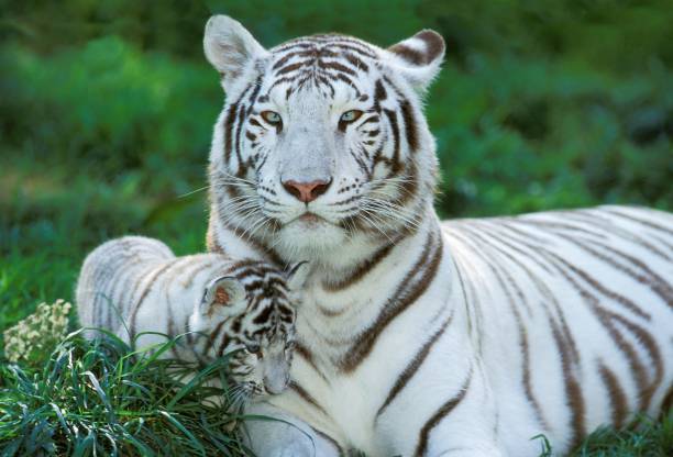 istock White Tiger, panthera tigris, Mother with Cub 1254522808