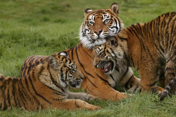 istock Sumatran Tiger, panthera tigris sumatrae, Mother with Cub 1254523358
