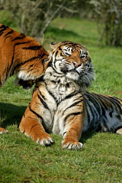 istock Sumatran Tiger, panthera tigris sumatrae, Adults 1254523359
