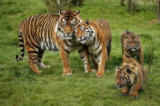 sumatran tiger, panthera tigris sumatrae, mutter mit cub - raubtier fotos stock-fotos und bilder