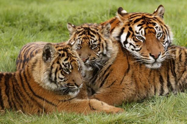 istock Sumatran Tiger, panthera tigris sumatrae, Mother with Cub 1254523419