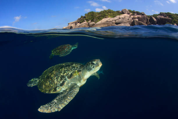 istock Green Sea Turtle split photo 1254523459
