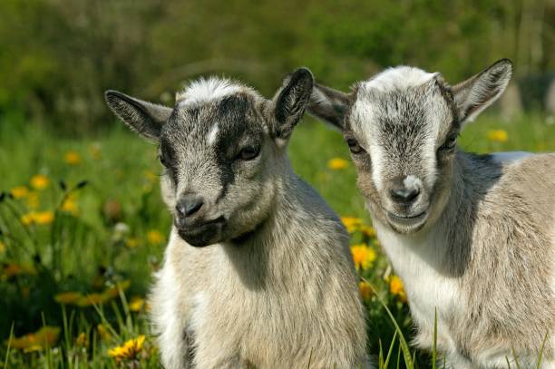 istock Pygmy Goat or Dwarf Goat, capra hircus, 3 Months Old Baby Goat 1254523465