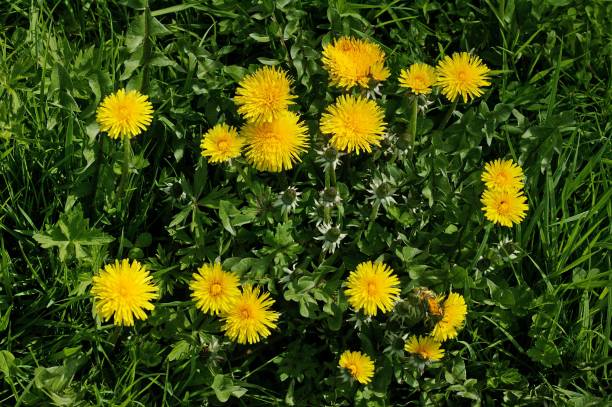 istock Dandelion, taraxacum officinale, Normandy 1254523473
