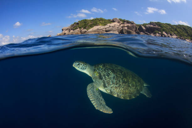 istock Green Sea Turtle split photo 1254523490